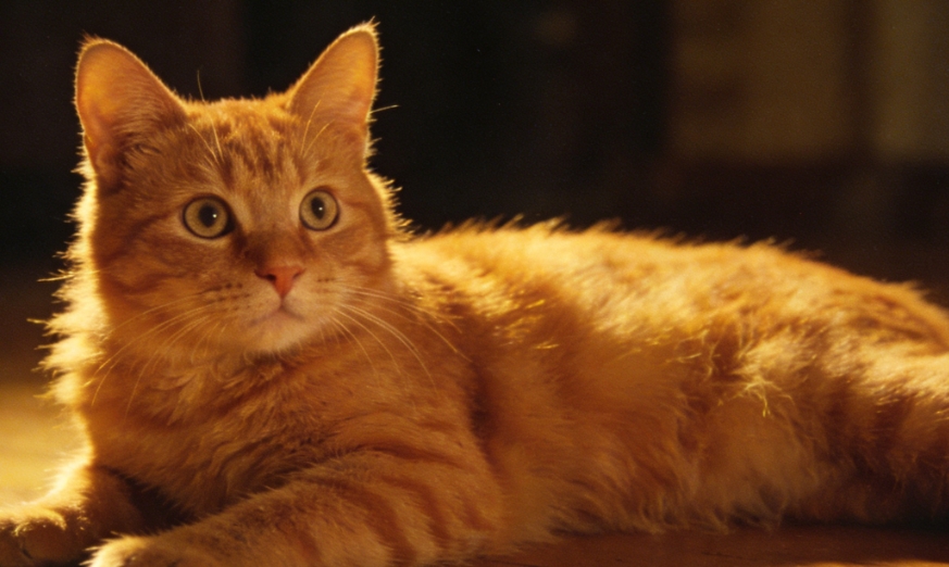 清泉知冷暖：科学解读猫咪饮水偏好的温柔真相