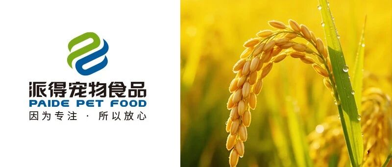 芒种丨风吹麦成浪 青梅煮酒时